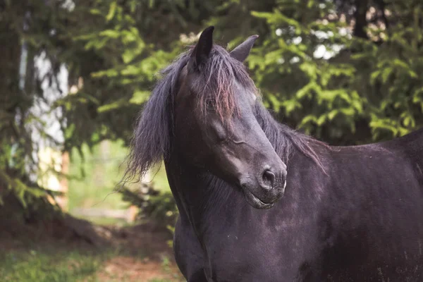 山を自由に走る野生の馬 — ストック写真