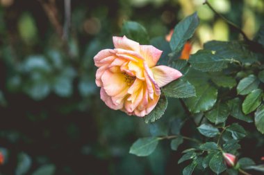 Romantik güller geçmişe dönük düğün geçmişi