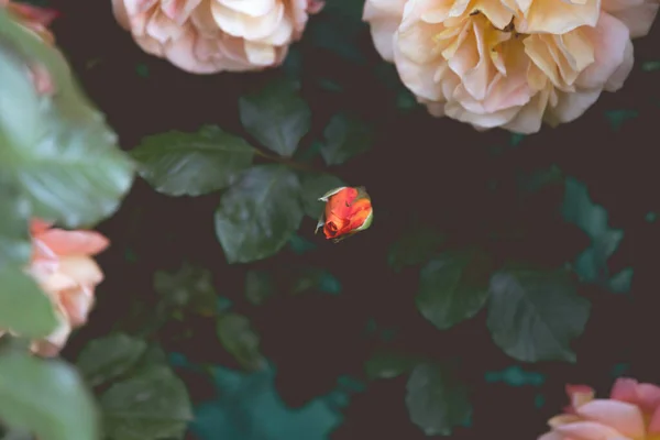 Romantische Rosen Retro Hochzeit Hintergrund — Stockfoto