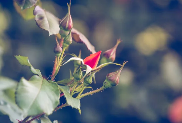 Romantische Rosen Retro Hochzeit Hintergrund — Stockfoto