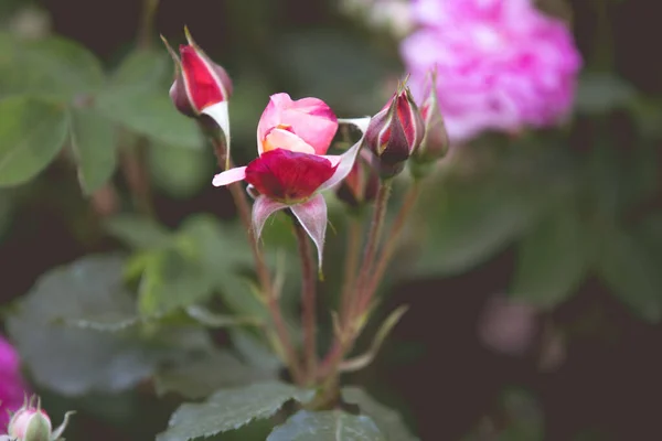 Romantische Rosen Retro Hochzeit Hintergrund — Stockfoto