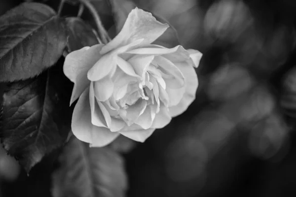 浪漫的玫瑰复古婚礼背景 — 图库照片