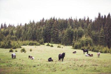 Vahşi atlar ormanda özgürdür.