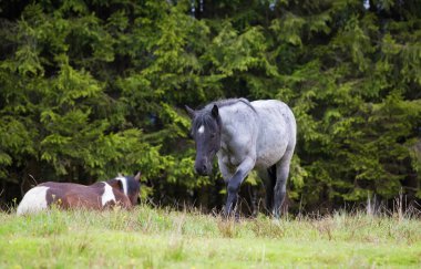Vahşi atlar ormanda özgürdür.