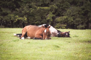 Vahşi atlar ormanda özgürdür.