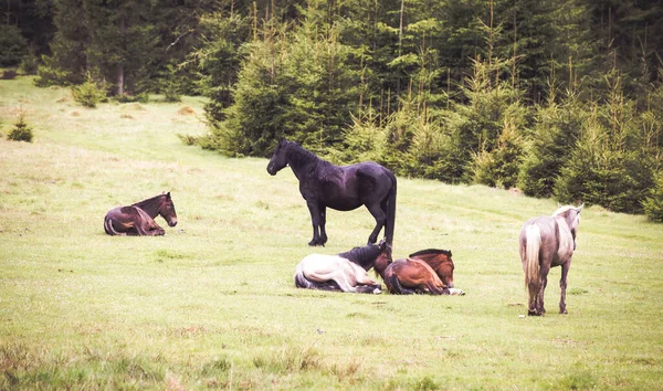 Άγρια Άλογα Ελεύθερα Στο Δάσος — Φωτογραφία Αρχείου