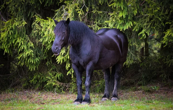 Chevaux Sauvages Libres Dans Forêt — Photo