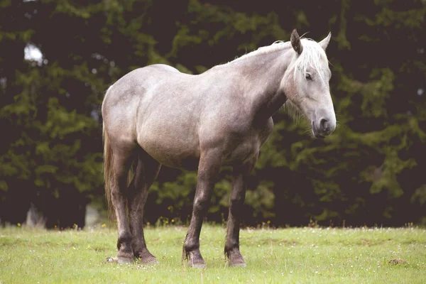 森の中の野生の馬 — ストック写真