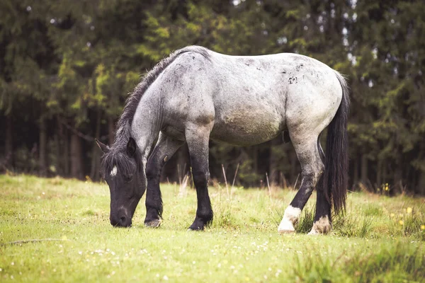 森の中の野生の馬 — ストック写真
