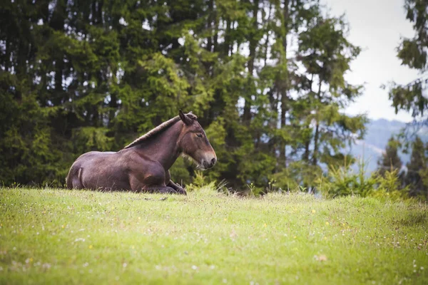 Wildpferde Frei Wald — Stockfoto