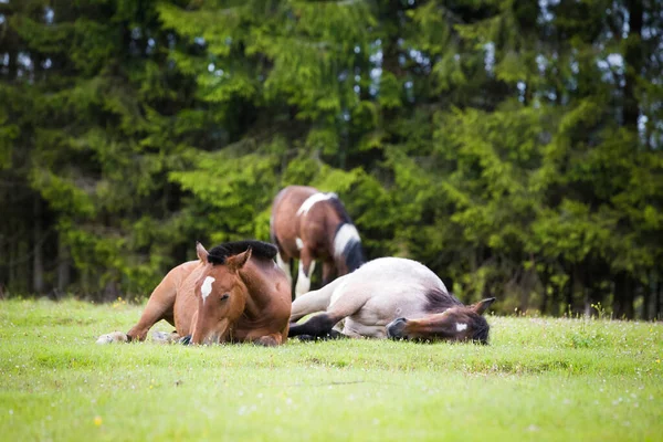 森の中の野生の馬 — ストック写真