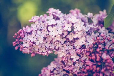 Çiçekli romantik arka planda mor leylak