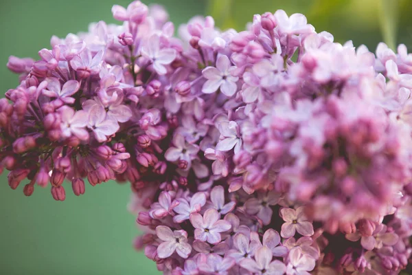 꽃피는 낭만적 배경의 보라색 라일락 — 스톡 사진