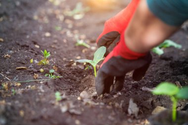 Bahçeye fidanlar ekiyorum. 