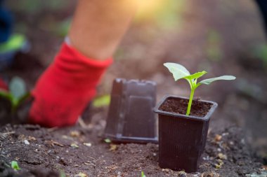 Bahçeye fidanlar ekiyorum. 