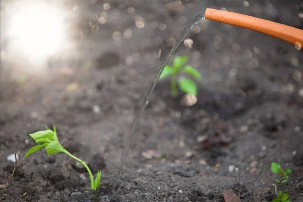 Plantando Mudas Jardim — Fotografia de Stock