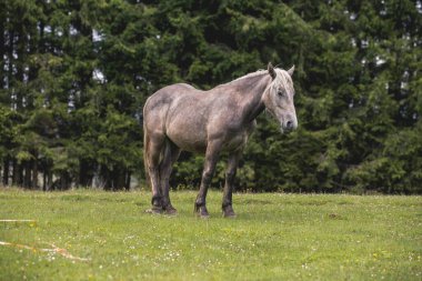 Vahşi atlar ormanda özgürce koşuyor.