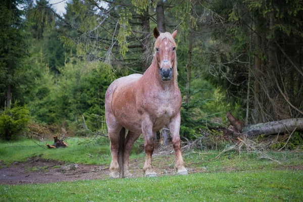 Chevaux Sauvages Liberté Dans Forêt — Photo