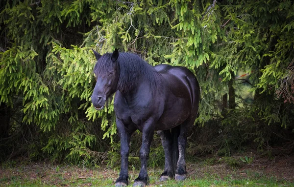 Divocí Koně Volně Pobíhající Lese — Stock fotografie