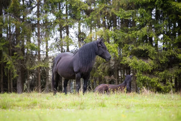 Chevaux Sauvages Liberté Dans Forêt — Photo