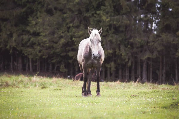 森の中を走る野生の馬 — ストック写真