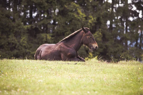 Chevaux Sauvages Liberté Dans Forêt — Photo