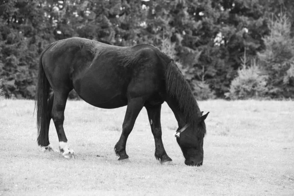 Cavalos Selvagens Correndo Livres Floresta — Fotografia de Stock