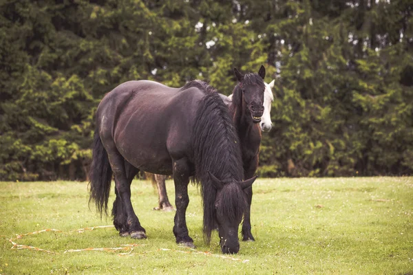 Cavalos Selvagens Correndo Livres Floresta — Fotografia de Stock