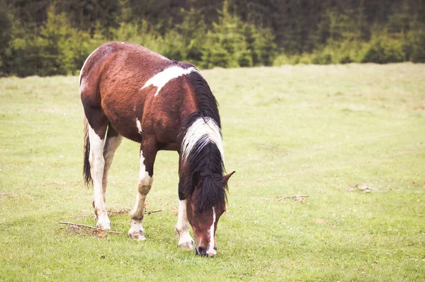 森の中を走る野生の馬 — ストック写真