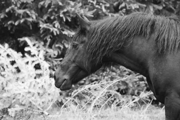 Cavalli Selvatici Che Corrono Liberi Nella Foresta — Foto Stock