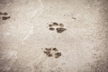 Pençe izleri taze betonda.