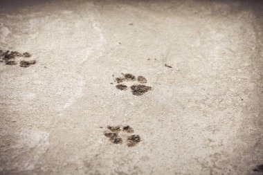 Pençe izleri taze betonda.