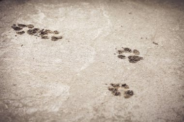 Pençe izleri taze betonda.