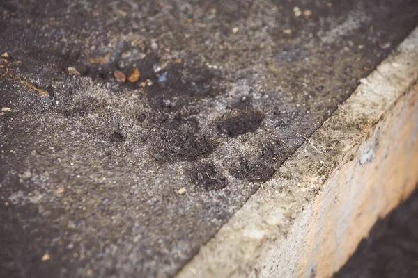 Paw prints in fresh concrete