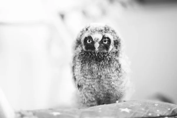 Kızgın Kuş Yavru Baykuş — Stok fotoğraf