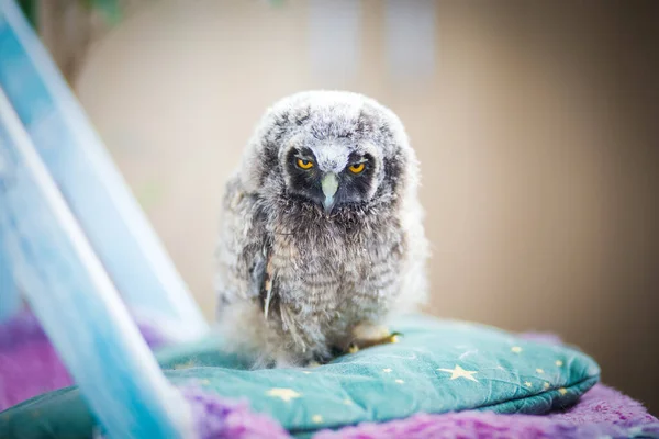 Angry bird young baby owl