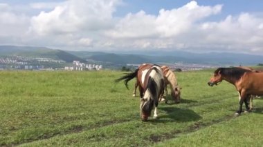 Tarlada vahşi atlar özgürdür.