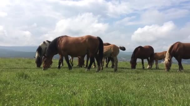 Caballos Salvajes Libres Campo — Vídeo de stock