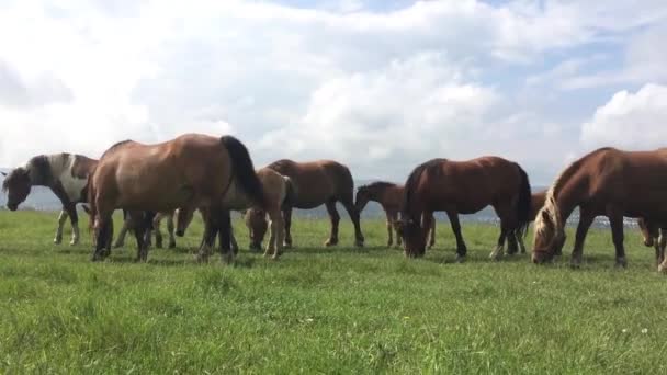 Cavalos Selvagens Livres Campo — Vídeo de Stock