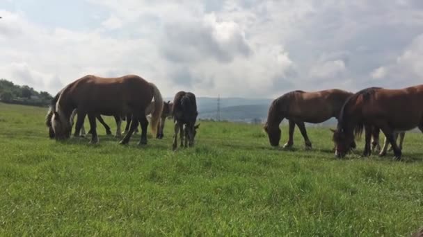 Chevaux sauvages libres sur un champ