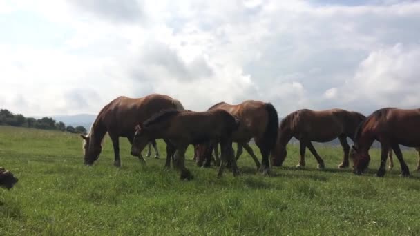 Vilda Hästar Fria Ett Fält — Stockvideo