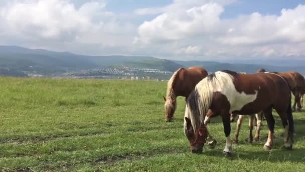 Chevaux sauvages libres sur un champ