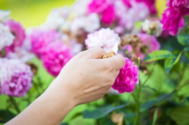 Gül yaprağı reçeli için gül topluyorum.
