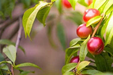 Organik tarım. Bir dalda nektarin