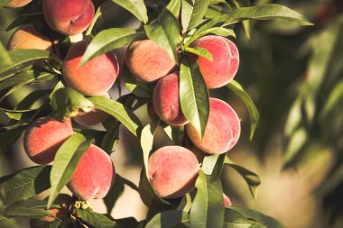 Şubede organik şeftali