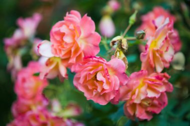 İngiliz bahçesinde pembe güller. Romantik arkaplan