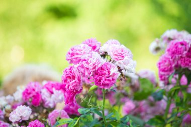 Romantik pembe güller düğün geçmişi