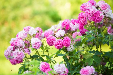 Romantik pembe güller düğün geçmişi