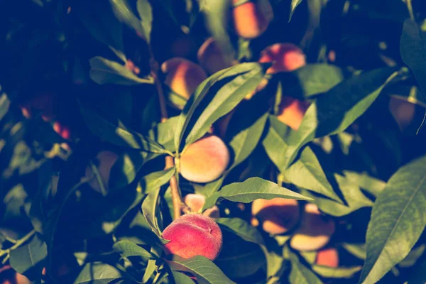 Органический Персик Ветке — стоковое фото