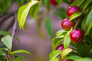 Bir dalda organik nektarin